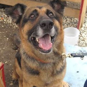 Meet your Posher, Canine